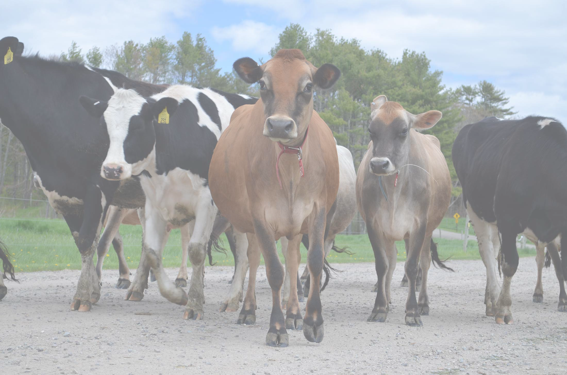 Cows Transparent - Dairy Cow (2200x1457), Png Download