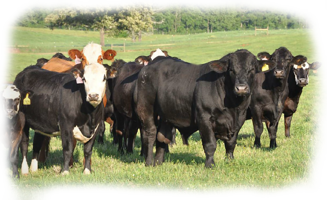 Usa Beef Cattle (640x392), Png Download