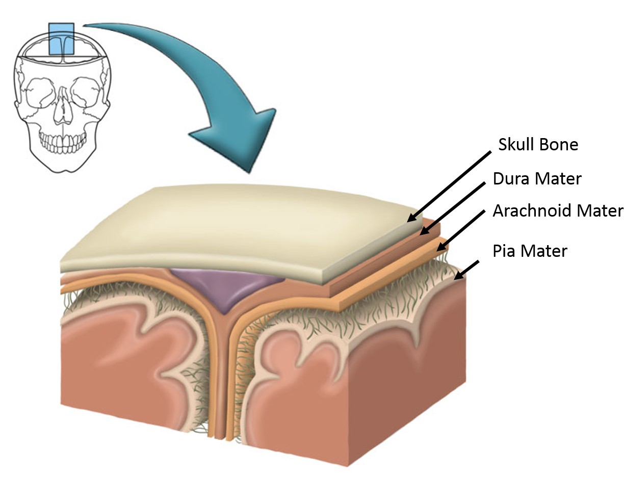 Dura Mater, The Arachnoid Mater, And The Pia Mater - Drag The Appropriate Labels To Their Respective Targets (1246x937), Png Download