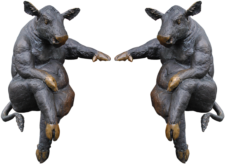 The Reason This Cow Is So Insanely Muscular The Dodo - Cow Sitting (960x701), Png Download