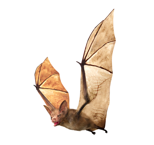 If You Are Experiencing A Bat Problem Give Us A Call - Vampire Bat (500x469), Png Download
