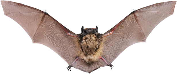 The Best Way To Approach A Bat Infestation Is To Call - Kinds Of Flying Animals (750x260), Png Download