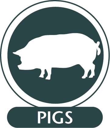 Monoclonal Antibodies For Use In Pigs - Domestic Pig (361x417), Png Download