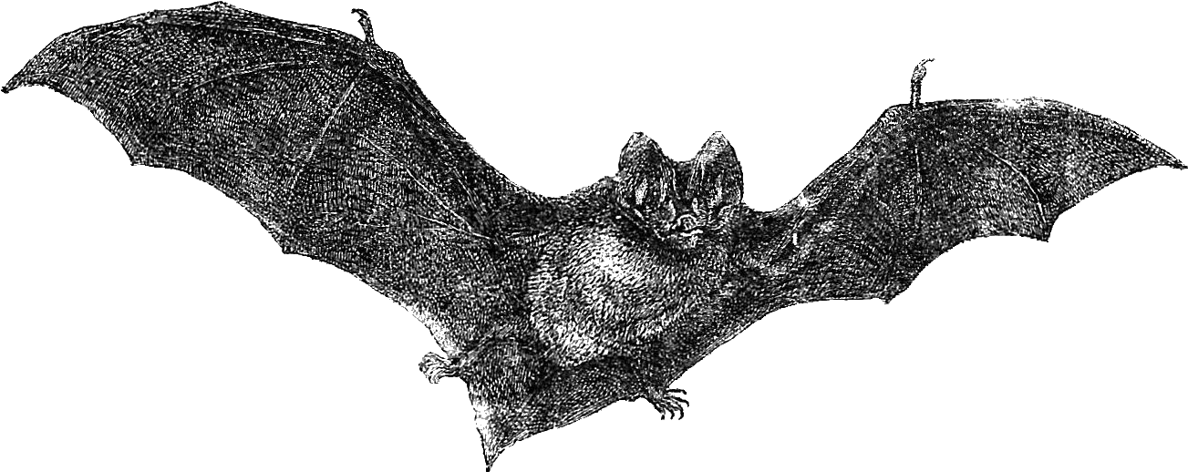 Flying Bats Png - Vintage Halloween Art Png (1473x725), Png Download