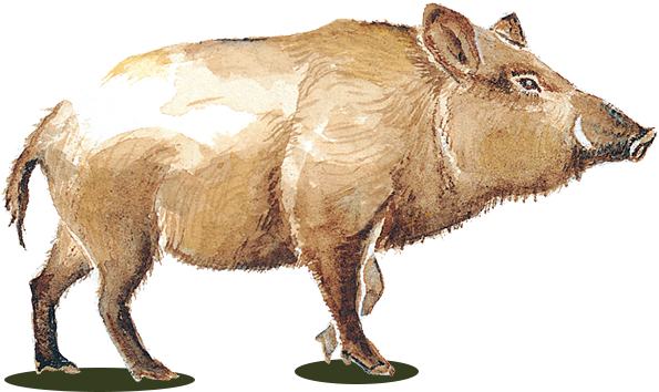 Wild Pig Wines - Wild Pig Wine Logo (600x360), Png Download