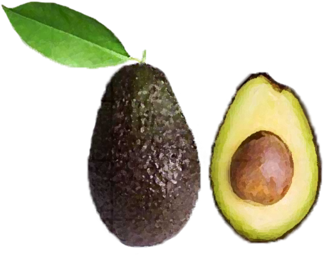 Avocado Png - Transparent Avocado (500x396), Png Download
