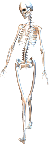 Skeleton Walking 3 - Skeleton (317x523), Png Download