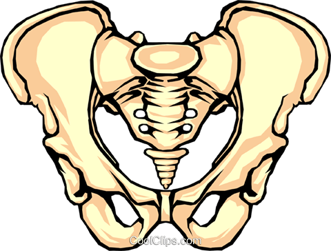 Pelvis Bone Royalty Free Vector Clip Art Illustration - Repair Of Ischial Tuberosity (480x364), Png Download