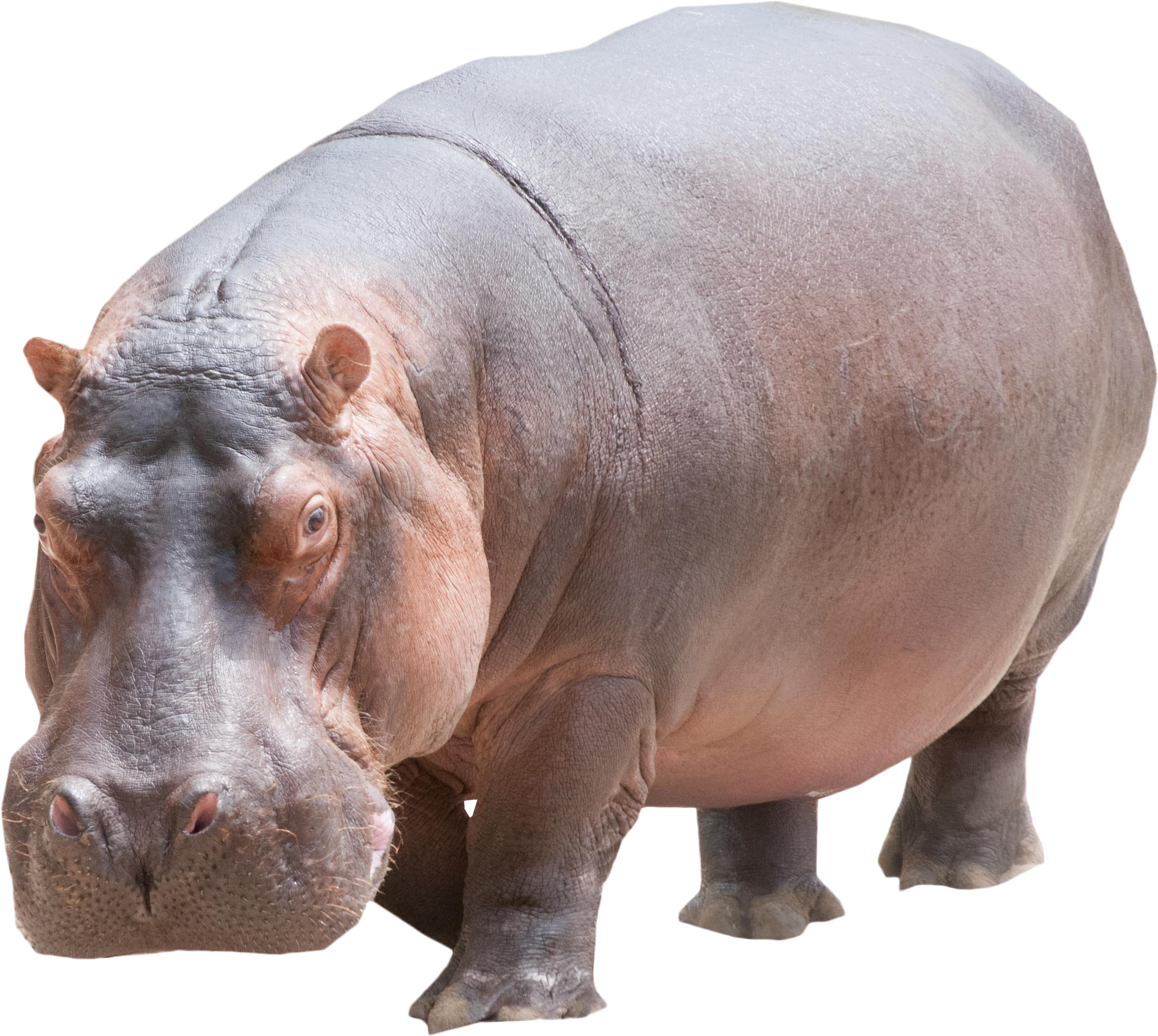 Hippo Png (4288x2848), Png Download