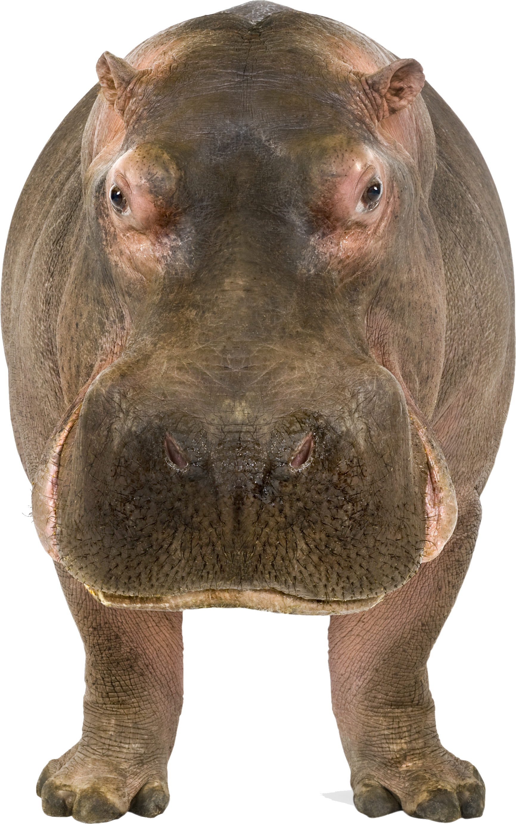 Hippo Png Banner Free Download - Hippo Png (1732x2766), Png Download