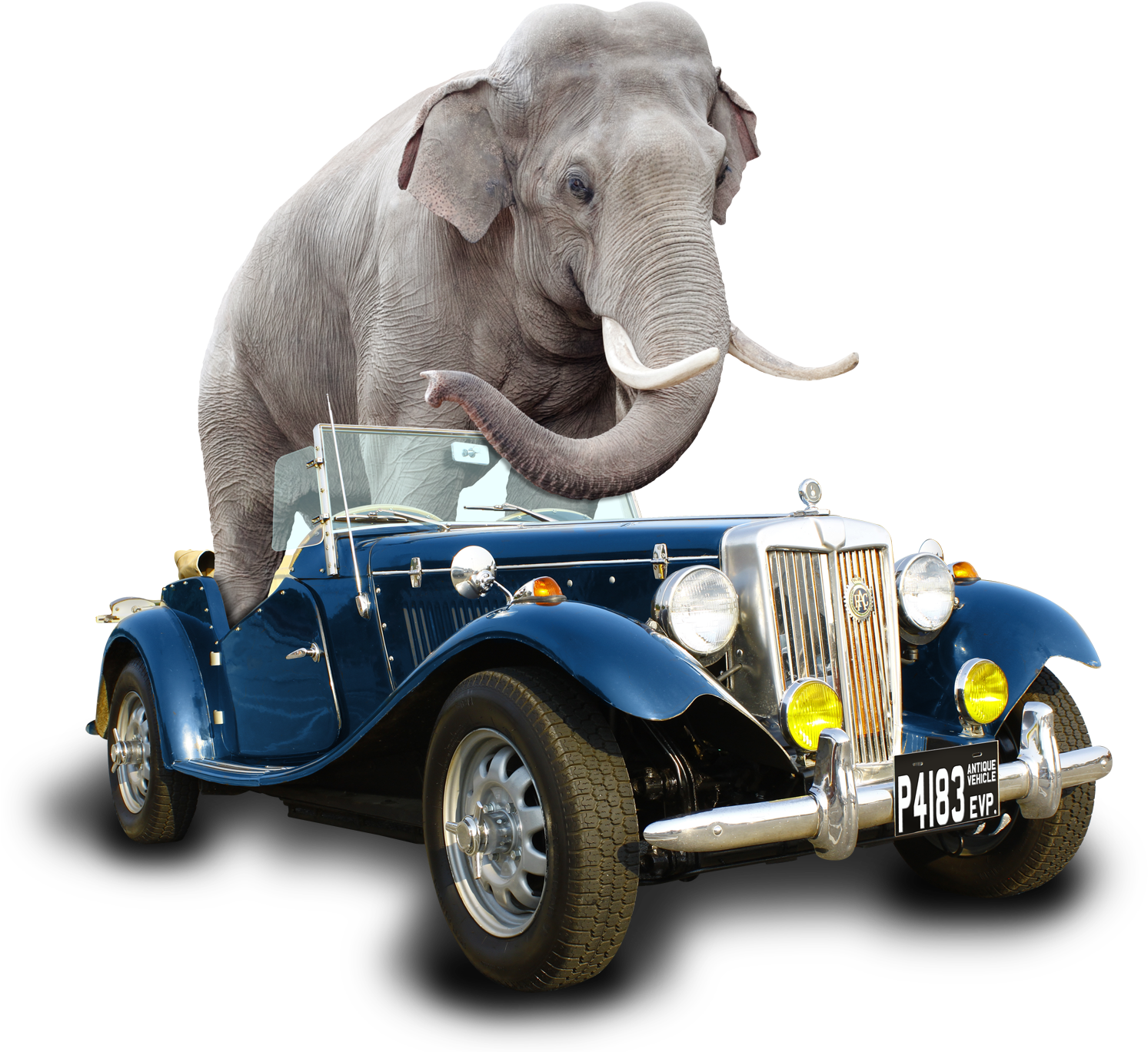 Car Elephant Fin - Indian Elephant (1500x1500), Png Download