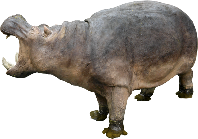 Hippopotamus Free Download Png - Hippo Png (800x562), Png Download