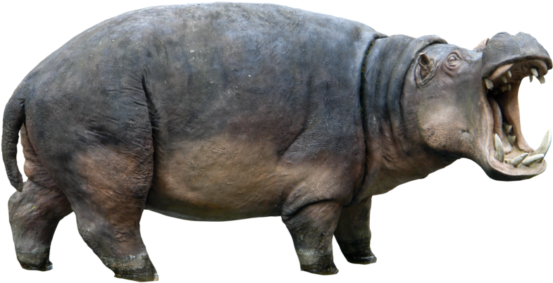 Hippopotamus Png Transparent Hippopotamus - Hippo Png (800x412), Png Download