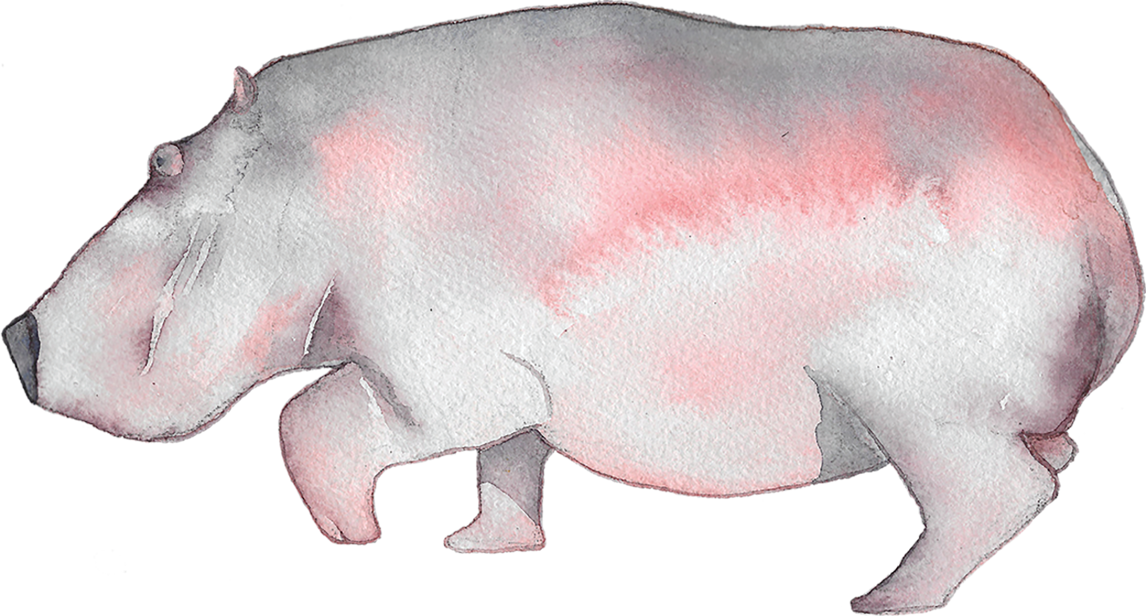 Hippopotamus (2234x1200), Png Download