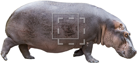 Hippo Side View - Hippo Face Side View (450x450), Png Download