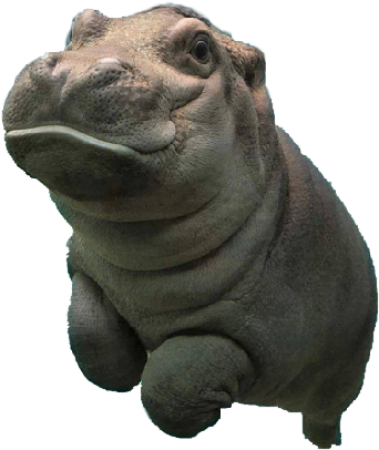Baby Hippo Png (960x960), Png Download