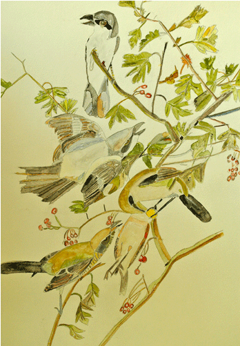 Watercolor Birds 1 - Russian Olive (700x500), Png Download