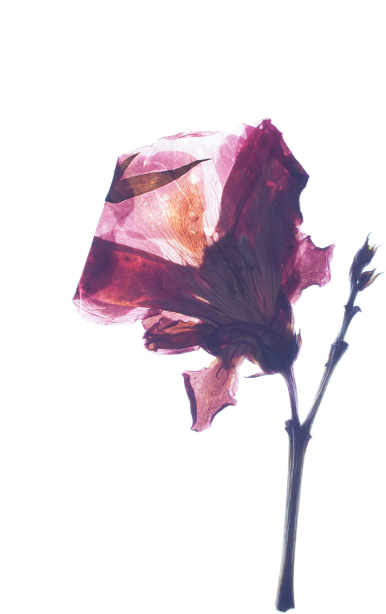 Parent Directory - Still Life (1320x1808), Png Download