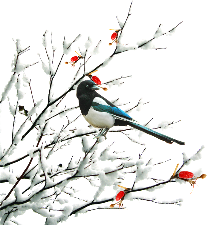 Hand Drawn Cartoon Winter Twig Decoration Vector - Winter (1024x846), Png Download