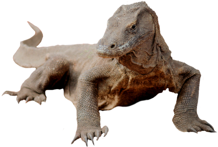 Komodo Dragon Png Picture - Komodo Png (447x302), Png Download
