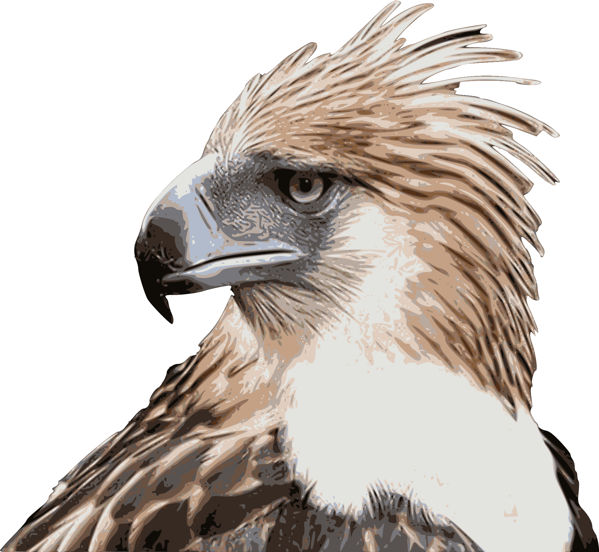 Open - Philippine Eagle High Resolution (2000x1846), Png Download