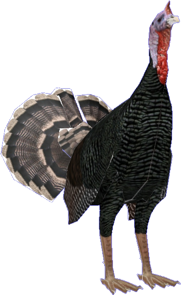 Wild Turkey (639x676), Png Download