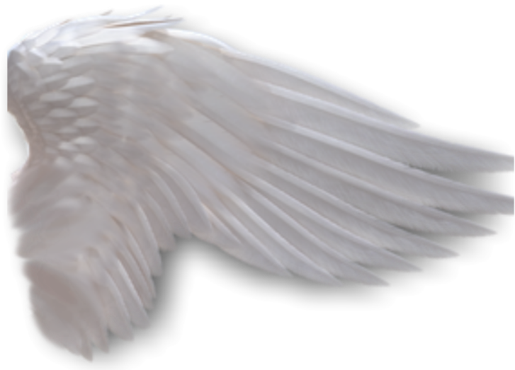 Angel Wings Anime Side View Download - Angel Wings On The Side Png (800x549), Png Download