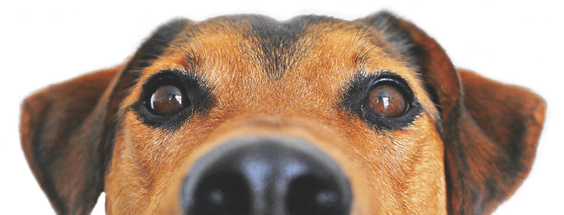 Dog Adoption Resources - Dog Food Recipes, The Dogs Dinner: Home Made Food And (800x330), Png Download