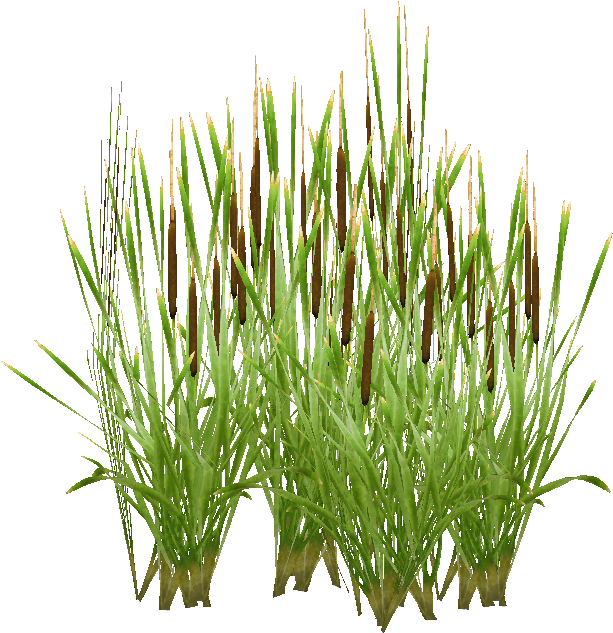 Typha - Chrysopogon Zizanioides (702x704), Png Download
