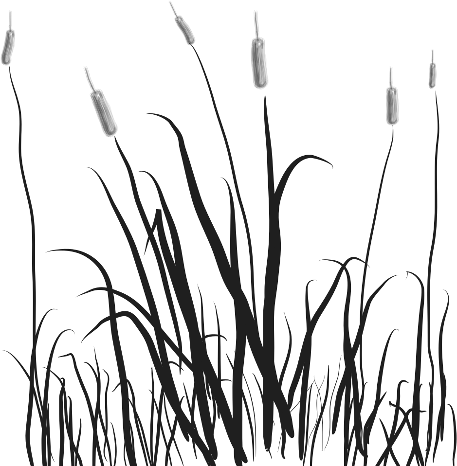 Marsh Tails Cattails Clip - Marsh Clip Art (1000x987), Png Download