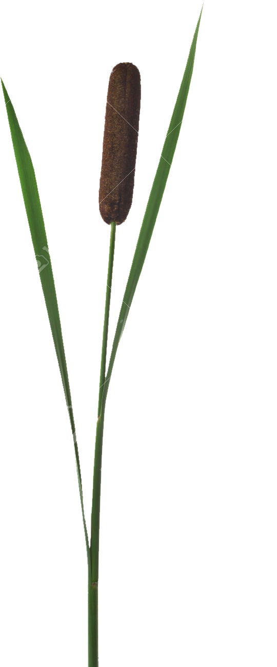 Beaver, Bog, Cattail, Dragonfly, Ecology, Eng, Fen, - Herbaceous Plant (1124x1300), Png Download