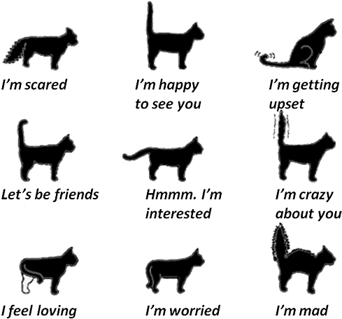 I'm Not Sure Where This Chart Originally Came From, - Cat Emotions Tail (614x502), Png Download