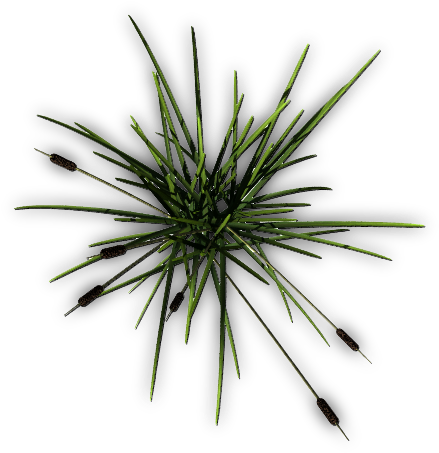 26 137k Cattail F 06 Feb 2009 - Grass (457x457), Png Download