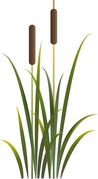 More Variety • More Fun - Bulrush (315x571), Png Download