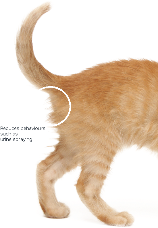 Cat Tail Back - Cat (700x800), Png Download