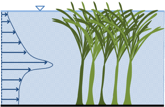 Schematic Of The Flow Field For Emergent Aquatic Vegetation - Aquatic Plant (706x456), Png Download