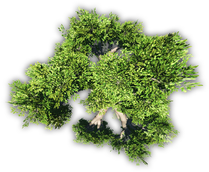 Meta 24 Mar 2009 - Rose Geranium Leaves (741x614), Png Download