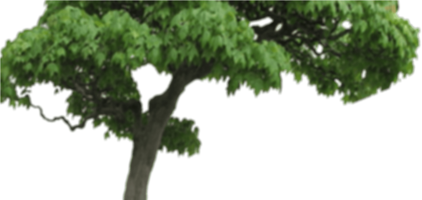 Related - Oak (2080x646), Png Download