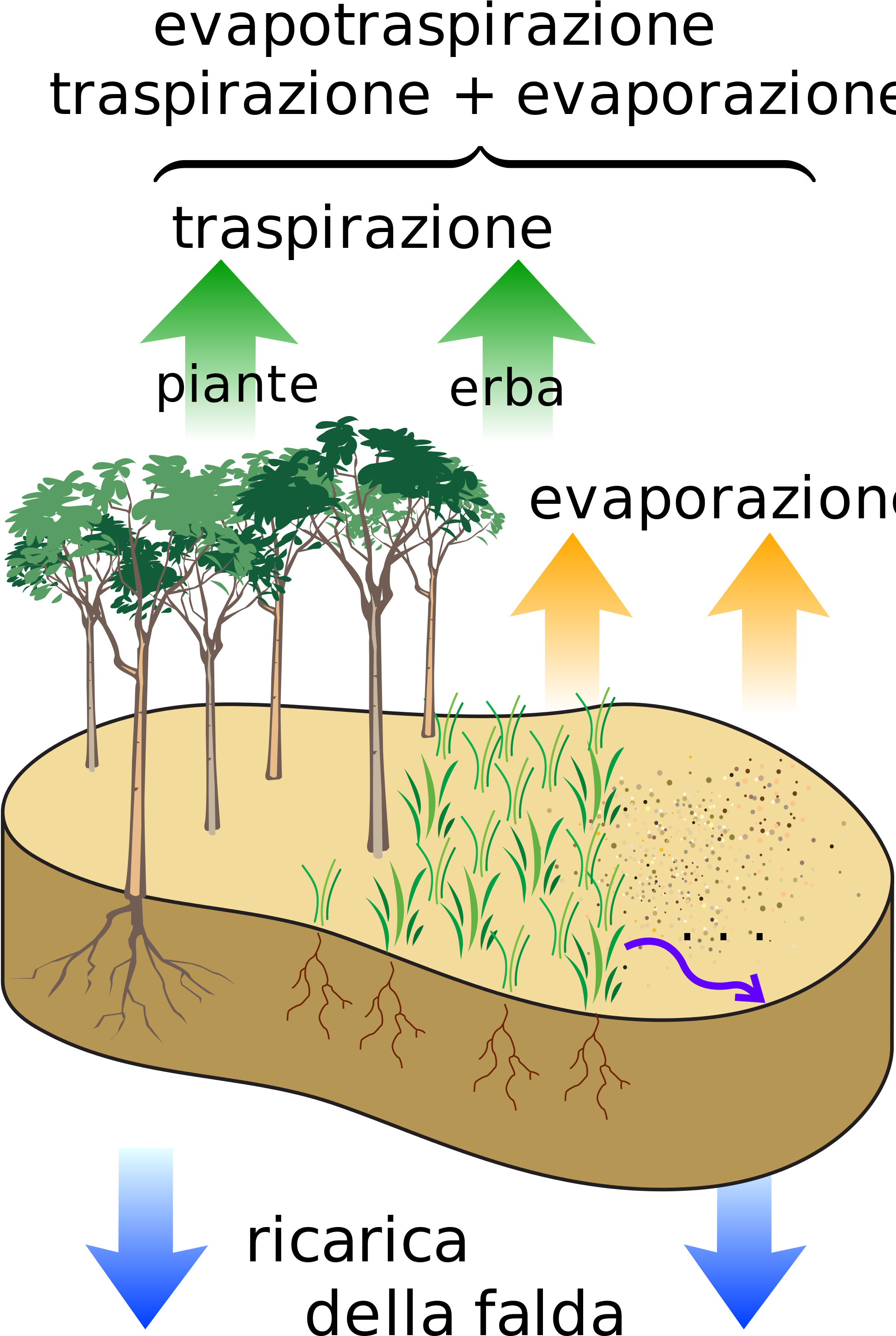 Removal Of Water[edit] - Evapotranspiration Rate (2000x3040), Png Download