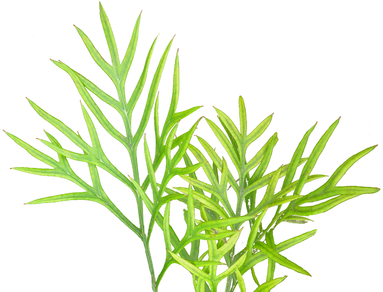 Free Icons Png - Plants (1348x1024), Png Download