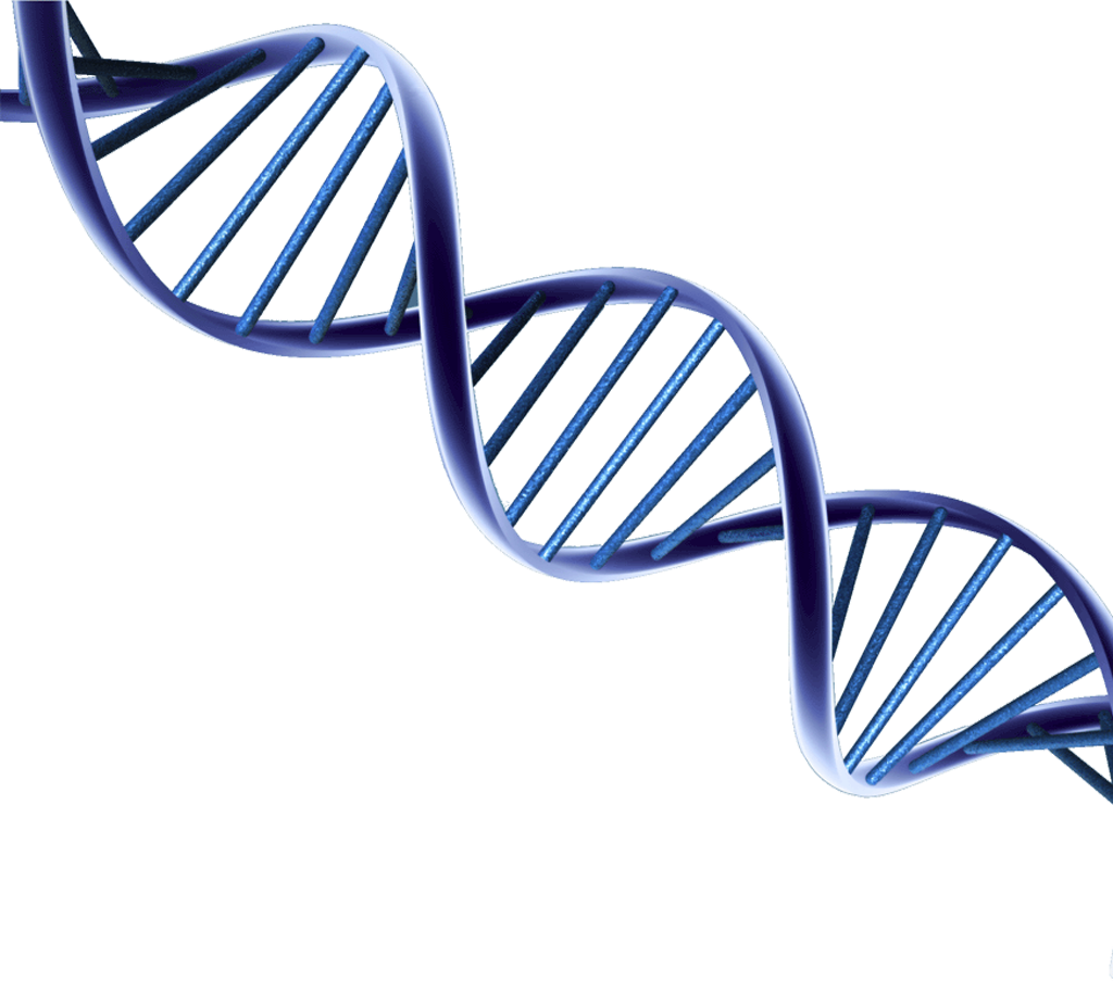 Psa And Prostate Cancer Research (1024x903), Png Download