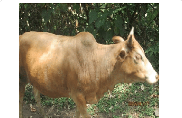 Female Adult Gofa Cattle - Bull (761x495), Png Download
