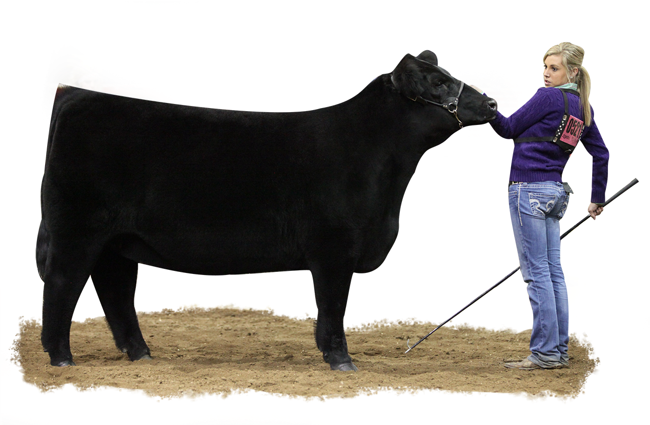 Show Cattle (1267x850), Png Download
