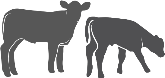 Calves - Beef Calf Silhouette (600x400), Png Download