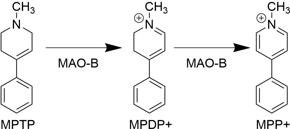 Mpp Biosynthesis Pathway - Jpeg (986x460), Png Download