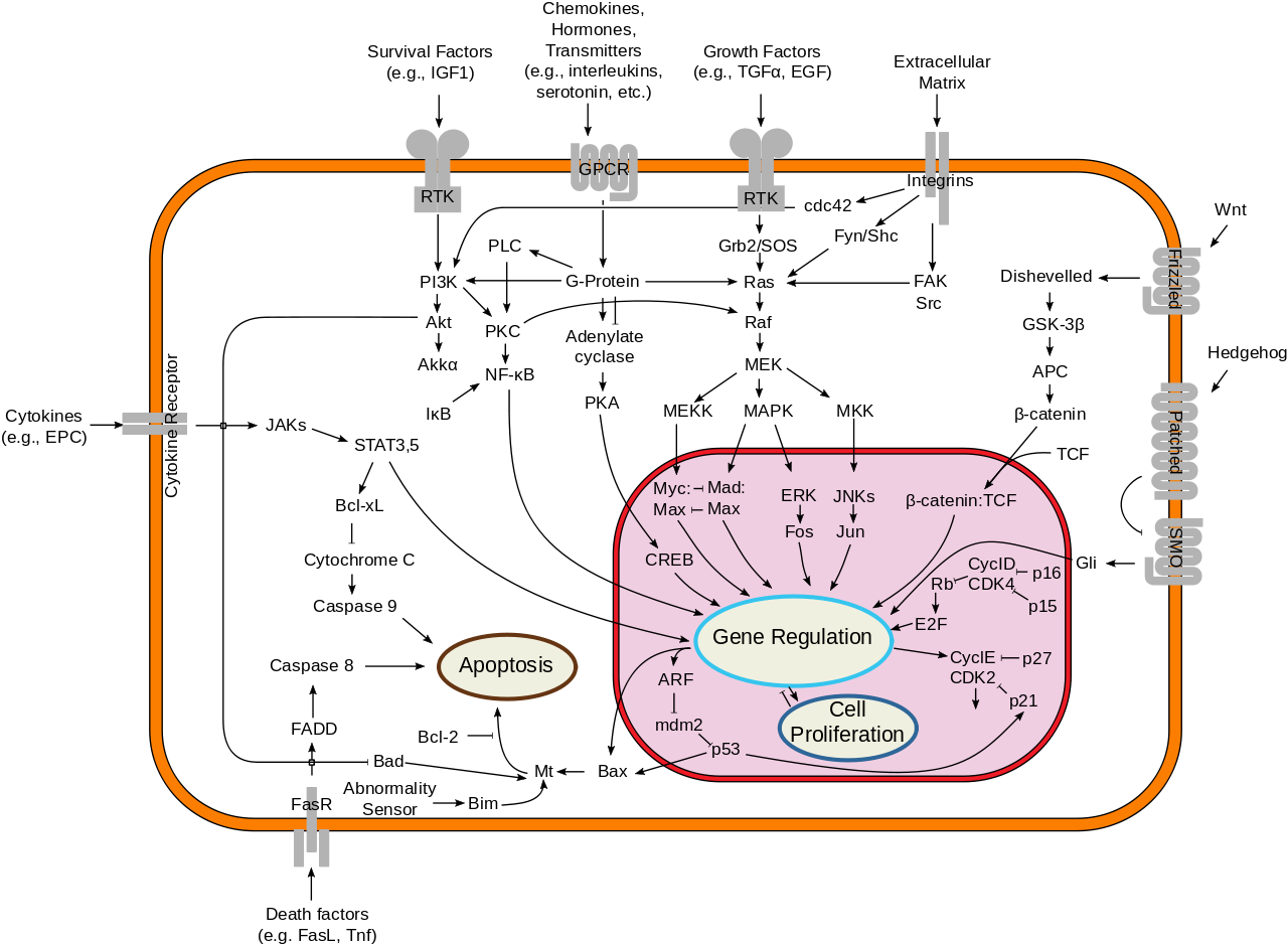 Signal Transduction Pathway - Signal Transduction Pathways (1280x940), Png Download