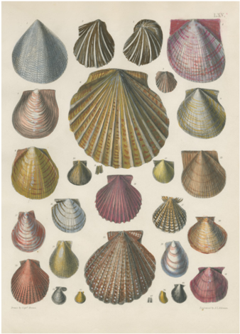 Shells - Pierre Antoine Poiteau - Conchology Iv Gouttelette (500x500), Png Download