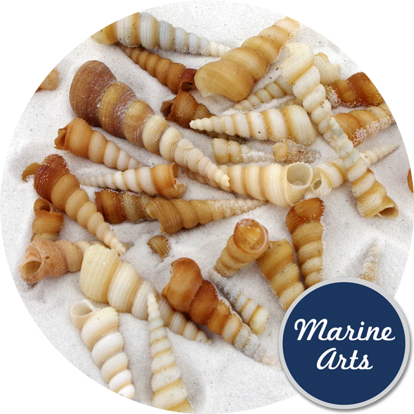 Screw Shells Medium - Bead (600x600), Png Download