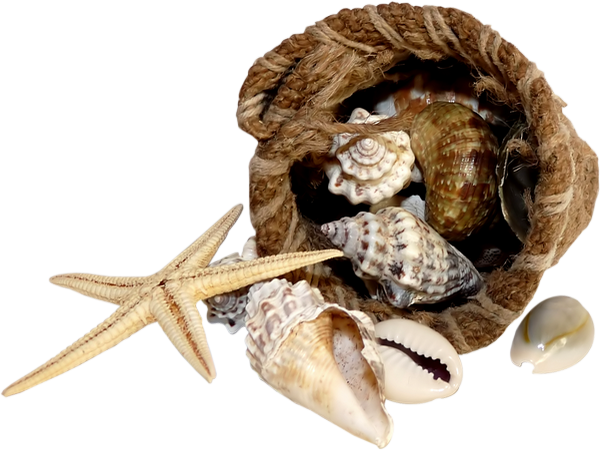 Ракушки Png Без Фона (600x450), Png Download