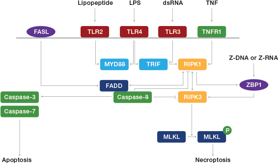 Necroptosis Pathway - Necroptosis Pathway Necroptosis (750x347), Png Download